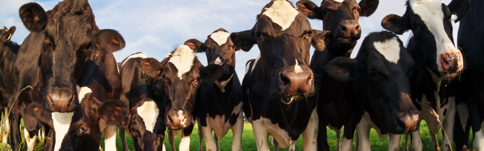 herd of cows on pasture over blue sky in summer